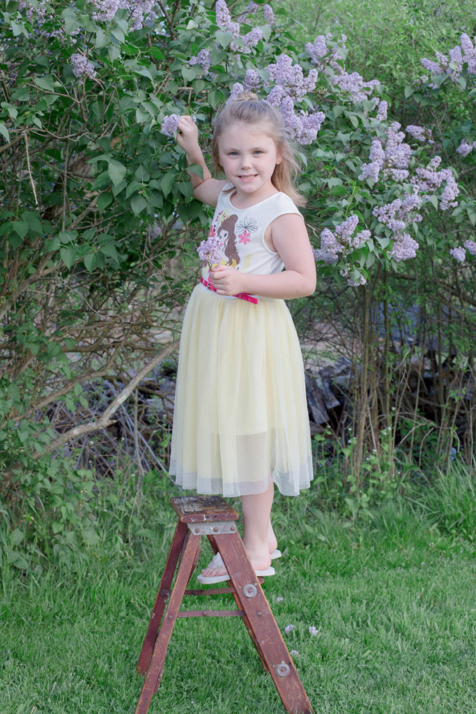 little girl stands on a ladder picking lilacs from a bush